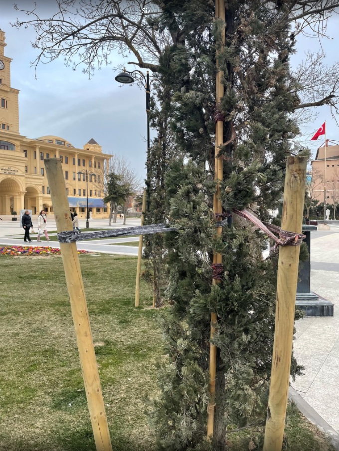 AĞAÇ BAĞLAMA KOLONLARI